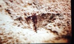 Gymnoscelis rufifasciata