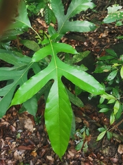 Artocarpus elasticus