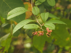 Tetracera indica