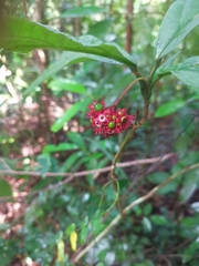 Clerodendrum