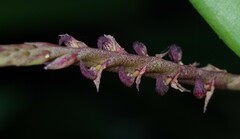 Bulbophyllum scaberulum