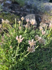 Trifolium dasyphyllum