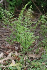Cheilanthes viridis