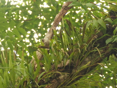 Pyrrosia
