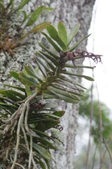 Cyrtorchis arcuata