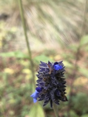 Salvia stachyoides