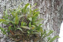 Polystachya pubescens