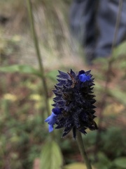 Salvia stachyoides