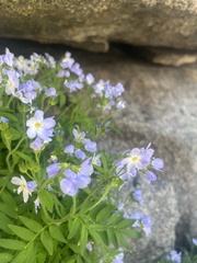 Polemonium