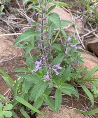 Syncolostemon bracteosus
