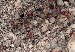 Trichomyrmex
