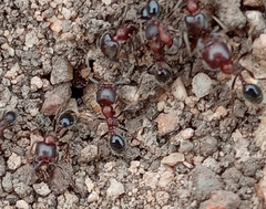 Trichomyrmex