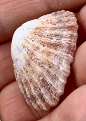 Scutellastra barbara