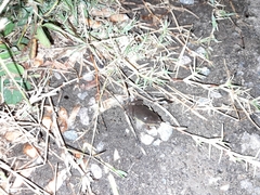 Elachistocleis bicolor