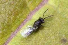 Eurytoma
