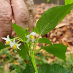 Solanum nigrum