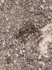 Trichomyrmex