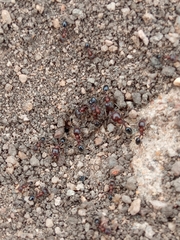 Trichomyrmex