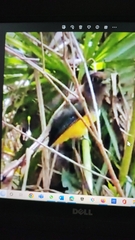 Trogon rufus