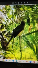 Trogon rufus