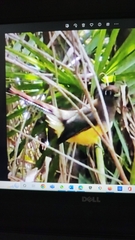 Trogon rufus