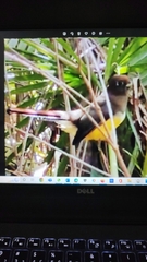 Trogon rufus