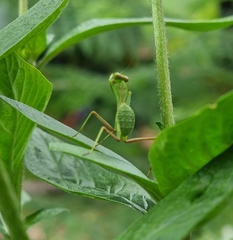 Sphodromantis