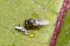Oscinellinae