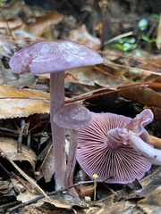 Gymnopus iocephalus