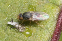 Oscinellinae