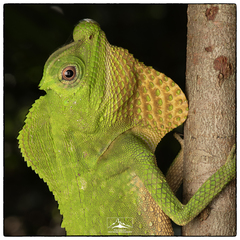 Lyriocephalus scutatus