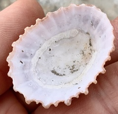 Scutellastra barbara