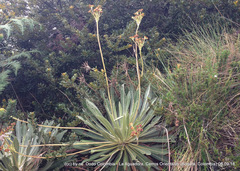 Espeletia corymbosa