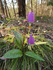 Erythronium sibiricum