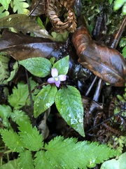 Sarcopyramis napalensis