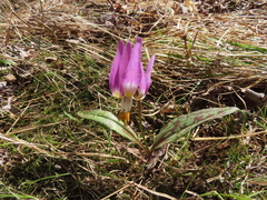 Erythronium sibiricum