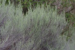 Dicerothamnus rhinocerotis