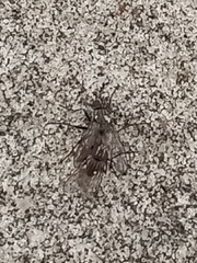 Fucellia