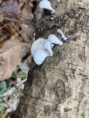 Schizophyllum commune