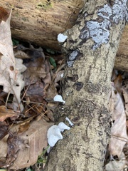 Schizophyllum commune