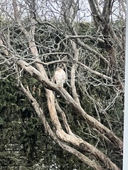 Buteo jamaicensis