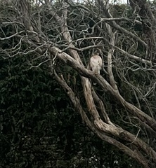 Buteo jamaicensis