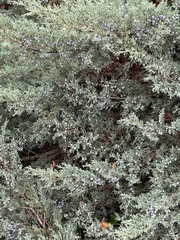 Sabina