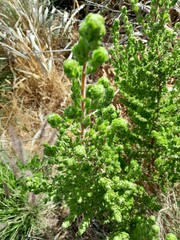 Cliffortia polygonifolia