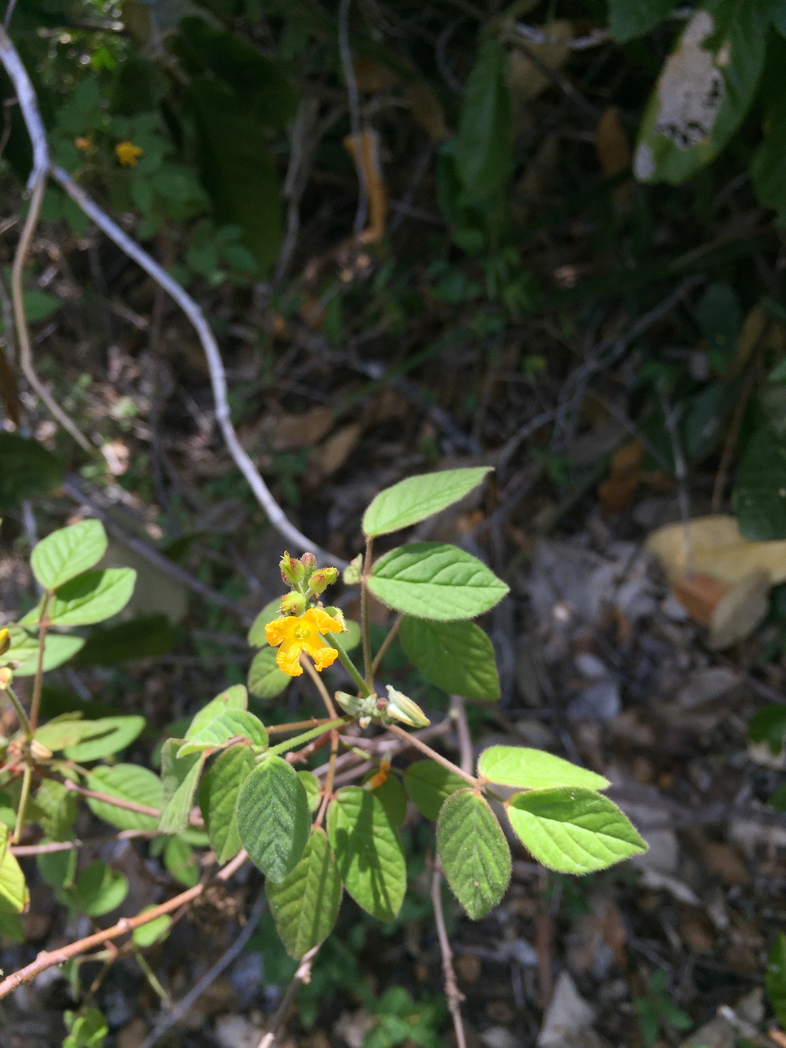 Oxalis psoraleoides