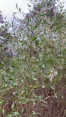 Baccharis halimifolia