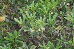 Diospyros dichrophylla