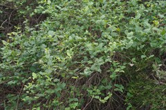 Halleria lucida