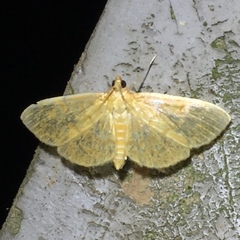 Ecpyrrhorrhoe puralis