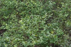 Halleria lucida
